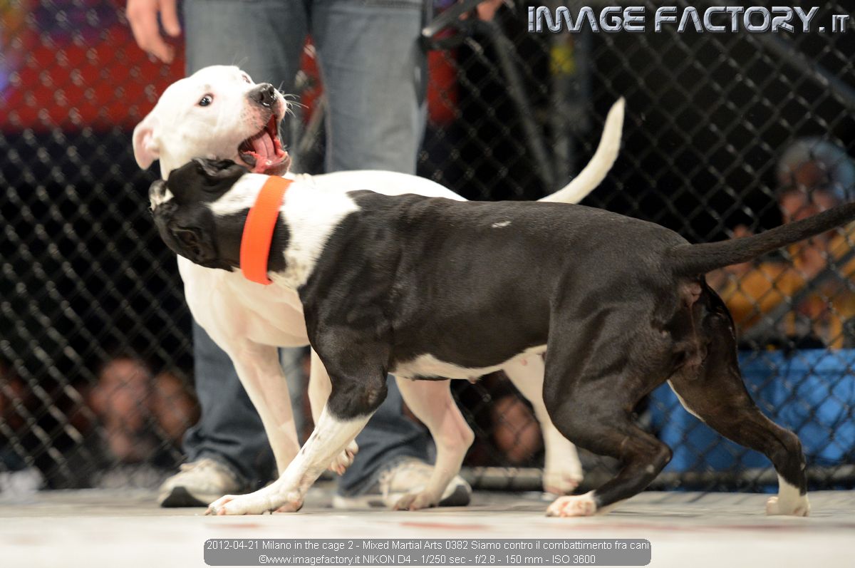 2012-04-21 Milano in the cage 2 - Mixed Martial Arts 0382 Siamo contro il combattimento fra cani